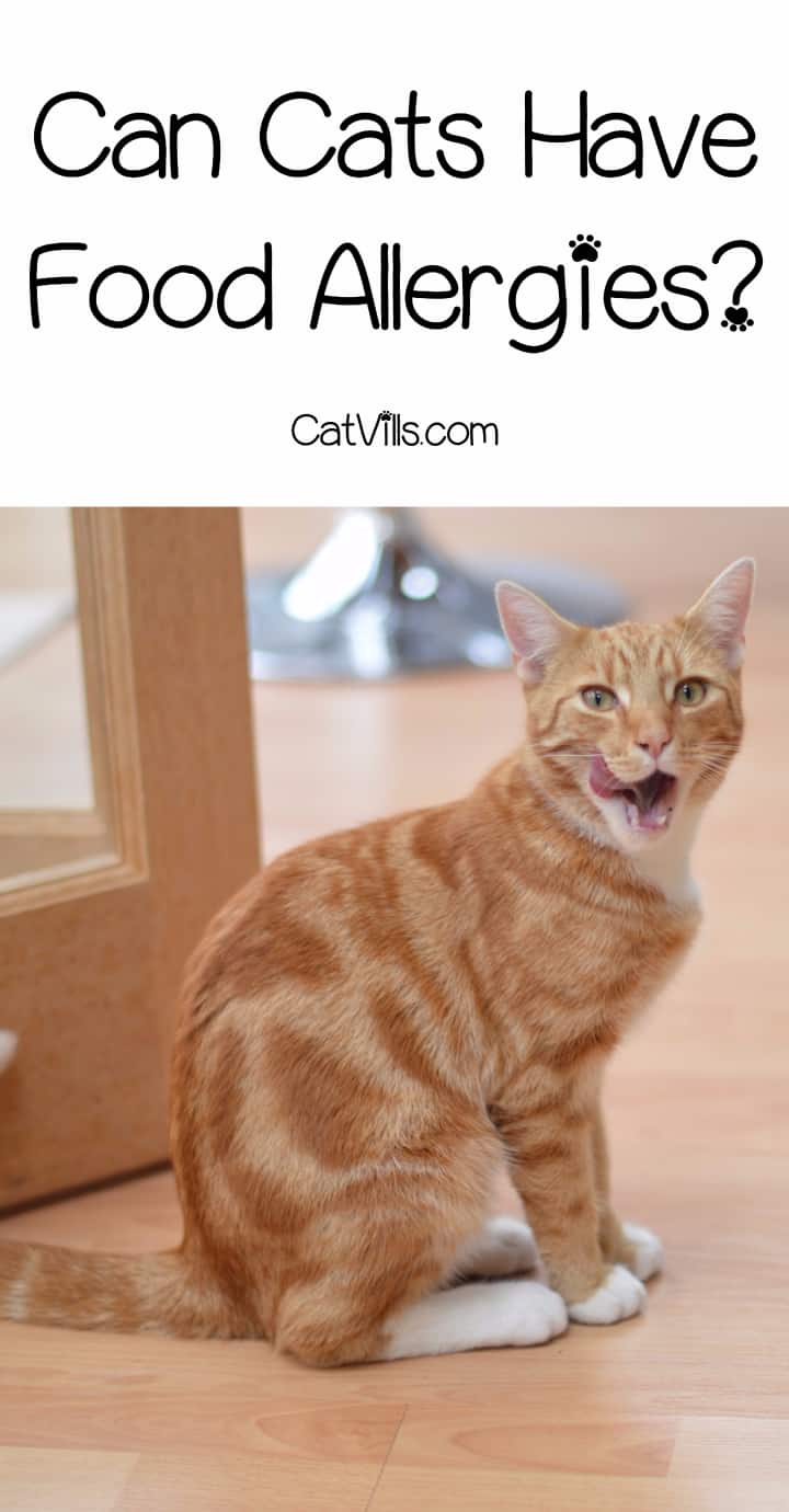 Food Allergies in Cats What You REALLY Need to Know CatVills