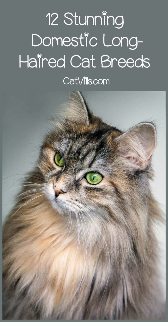 12 Domestic Long Haired Cat Breeds What You Need To Know,Watermelon Basket Designs