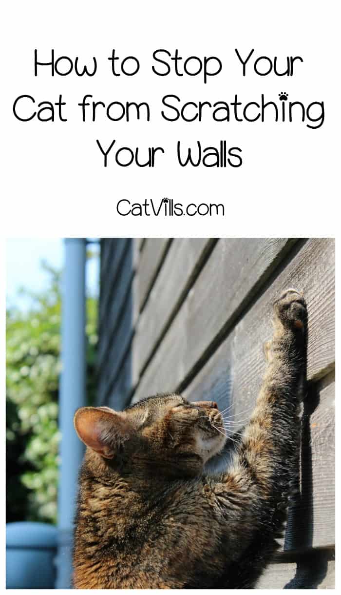 Kitties scratching up your house? Find out the answer to “how do I stop a cat from scratching walls! 