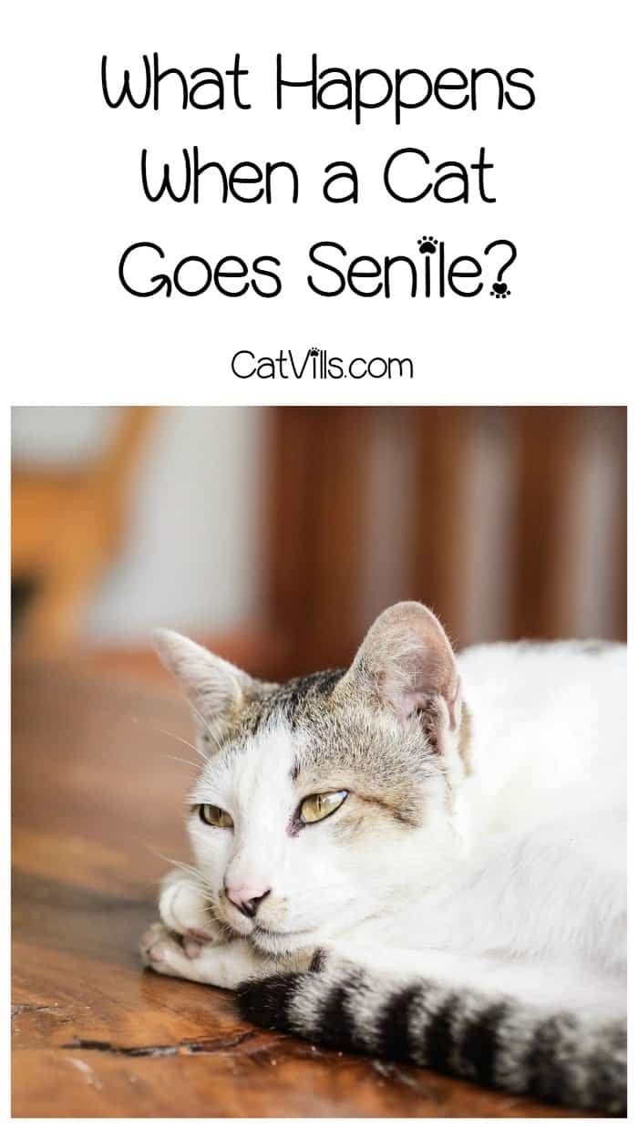 What happens when a cat goes senile? Dementia in cats can be difficult to spot and may mimic physical ailments. Learn the signs so you can talk to your vet.