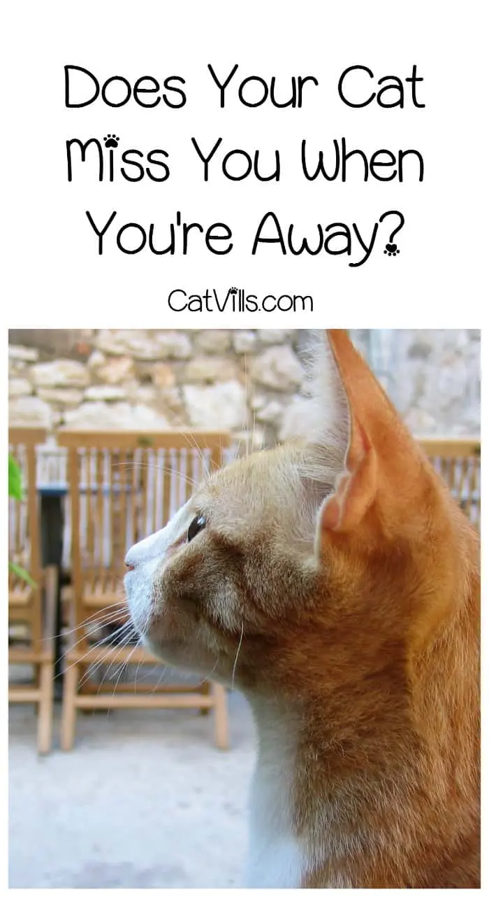 Do cats miss their owners when they’re not around? It's something we all wonder as we head out the door for work. Find out the answer!