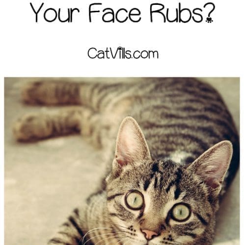 Does your cat really like it when you rub your face on him the way he does to you? Check out our cat health tips to find out the truth about face rubbing!