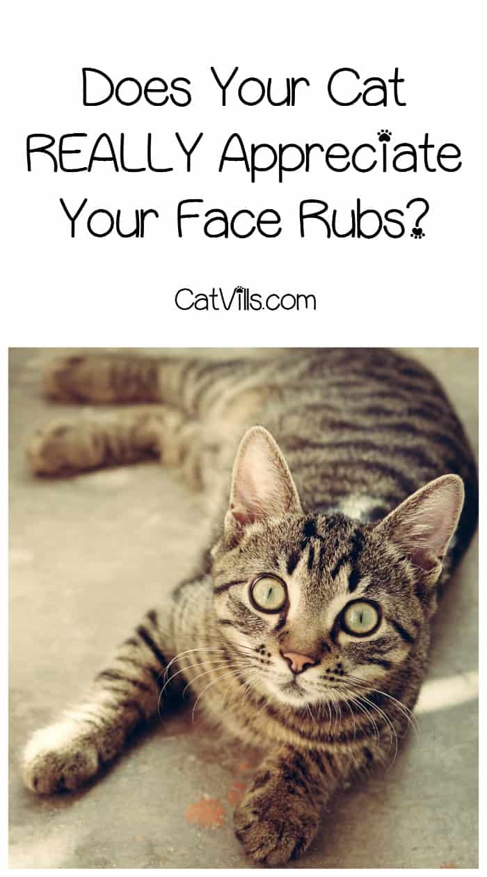 Rub face. You are amazing Cat.