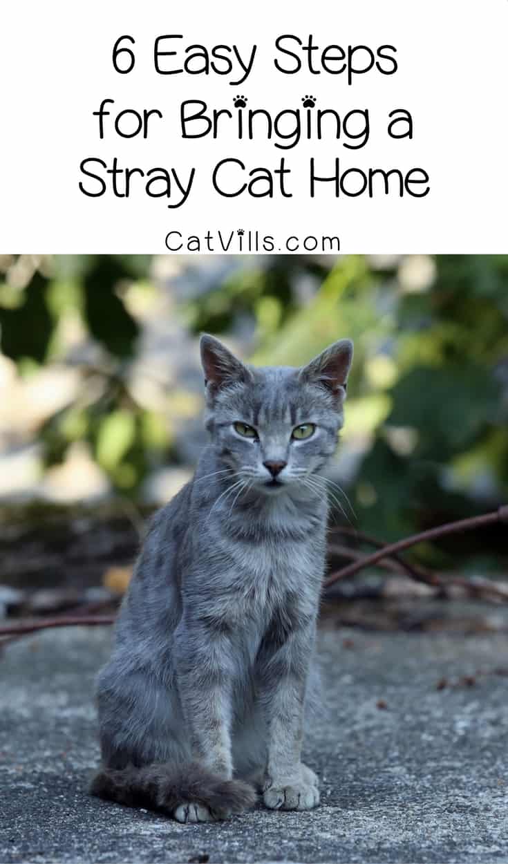 Thinking about bringing a stray cat home? There are important things to do first! Check out these six steps to take before you do it. 