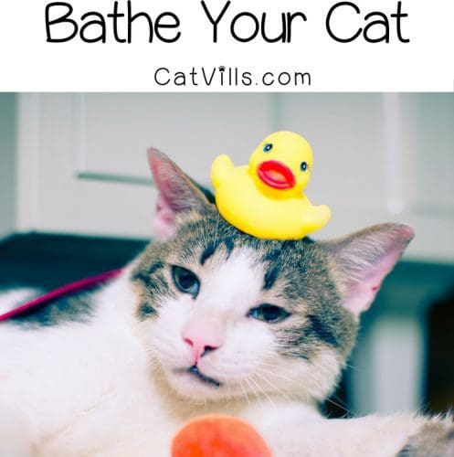 7 FOOLPROOF TIPS TO BATHE YOUR CAT