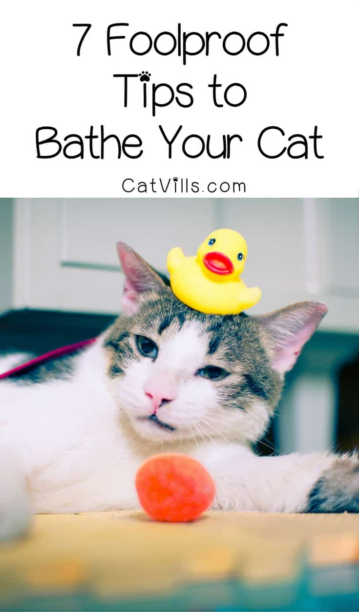 Bathe your cat? No, seriously! Stop laughing! You totally can do it! We've got 7 foolproof tips to get kitty clean without losing an eye.