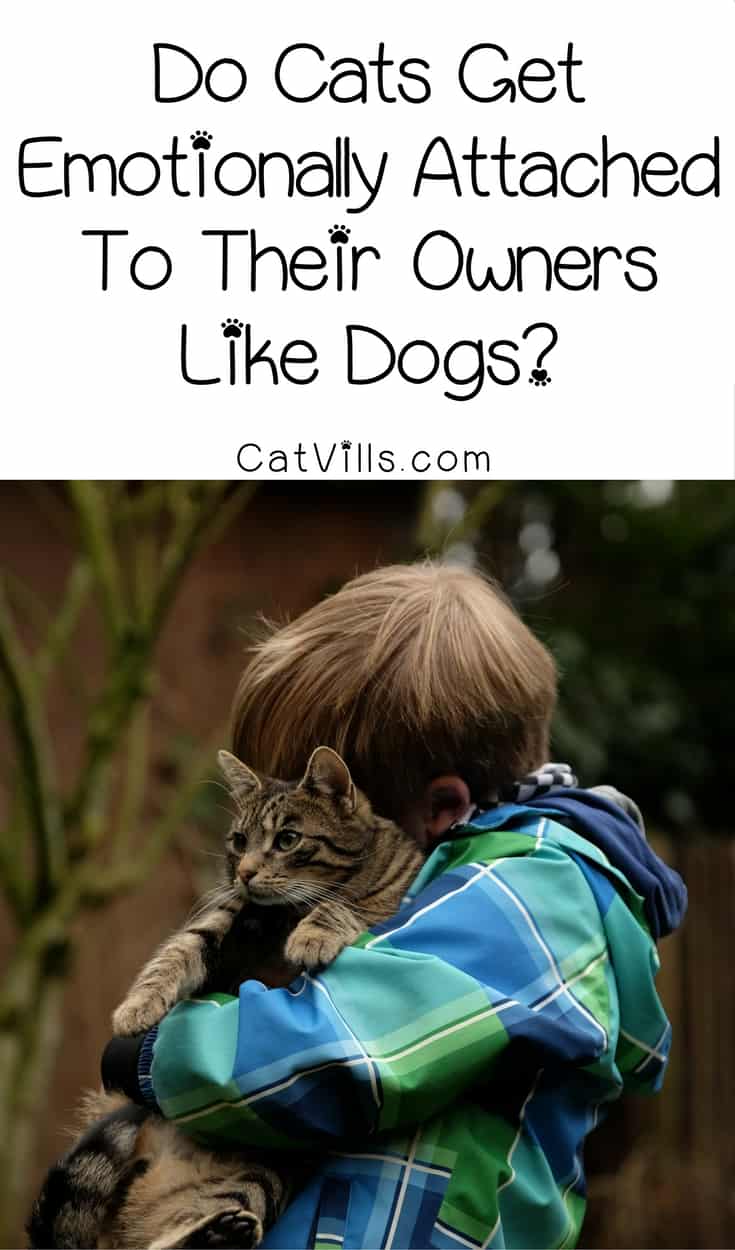 Wondering if cats get emotionally attached to their owners like dogs do? While most people think they don’t, the answer may surprise you! Check it out! 