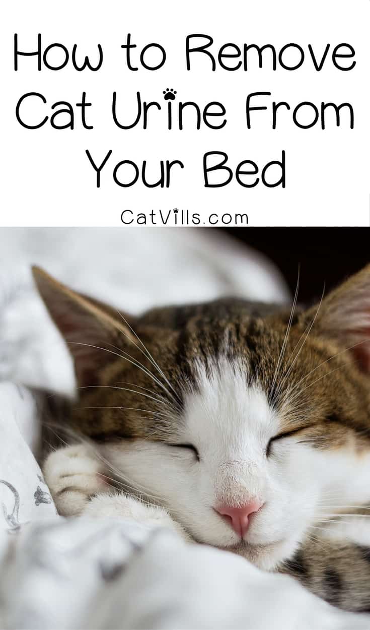 There is nothing worse than the smell of cat urine, especially on your bed! Find out how to zap the odor fast & effectively. 