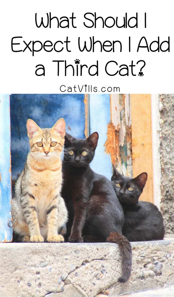 Is Three Cats Too Many? What To Expect When Adding A Third Cat?