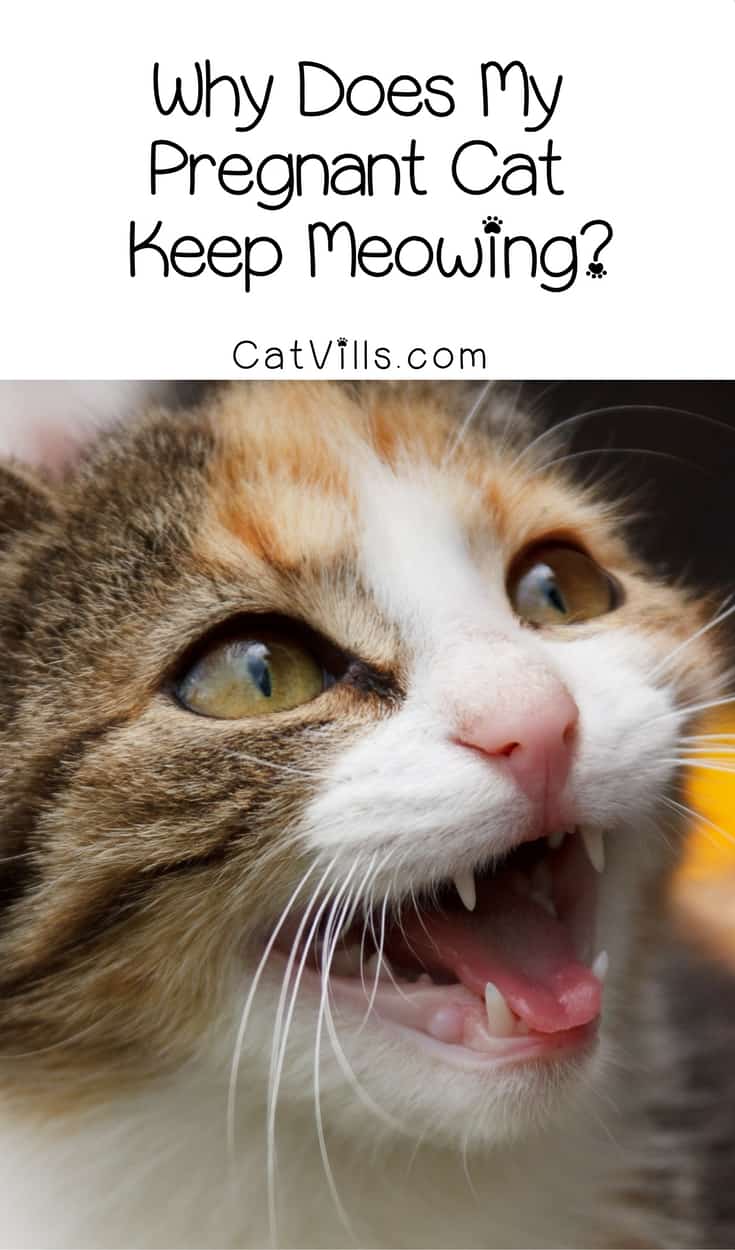 Why on earth is your pregnant cat meowing her head off? Find out what’s behind this prenatal kitty behavior!