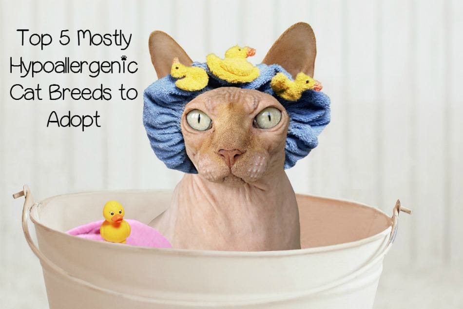 5 Hypoallergenic Cats For People With Allergies