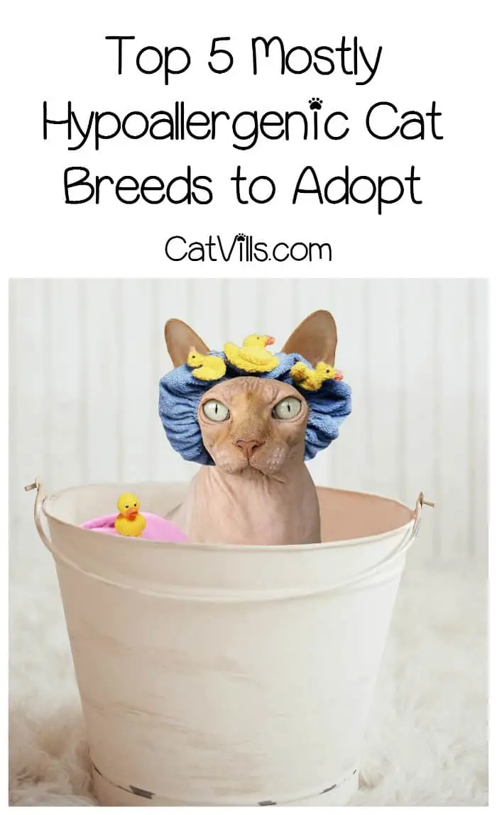 5 Hypoallergenic Cats For People With Allergies