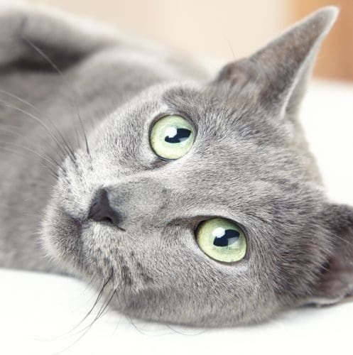 Russian blue cat lying indoors and looking up