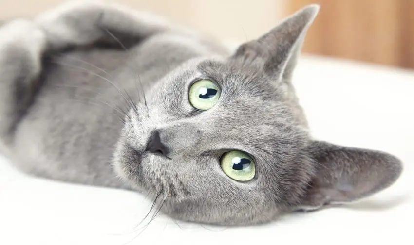 Russian blue cat lying indoors and looking up