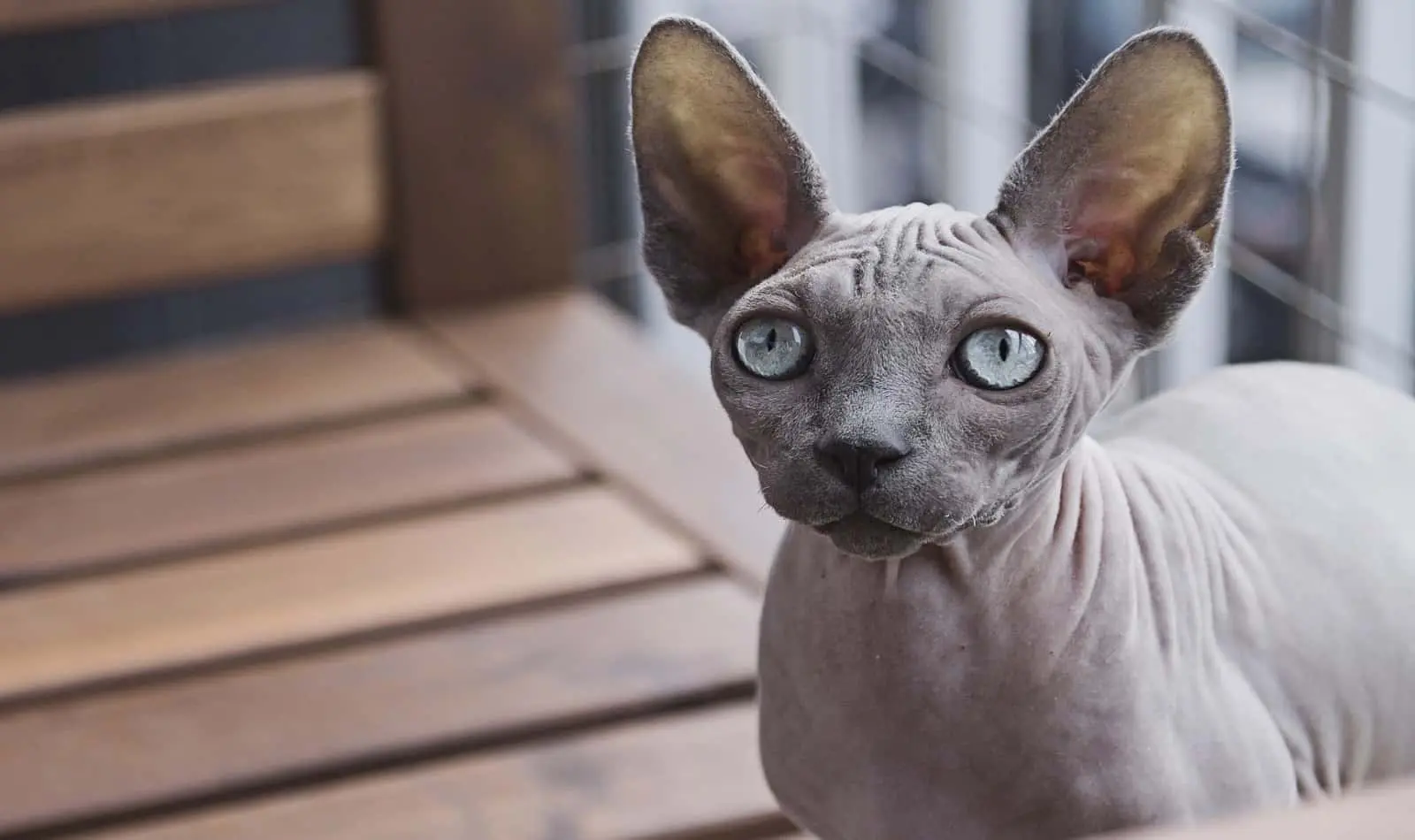sphynx with wide eyes and ears