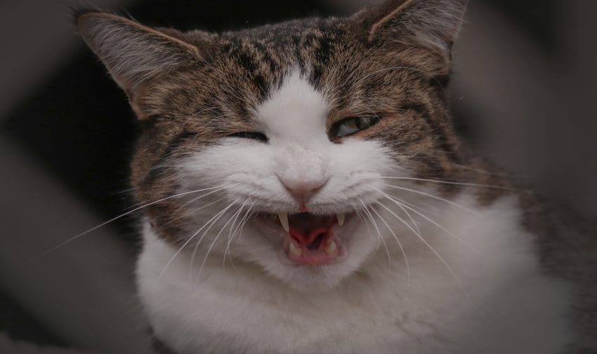a funny yawning catnipped cat that will make you laugh hard