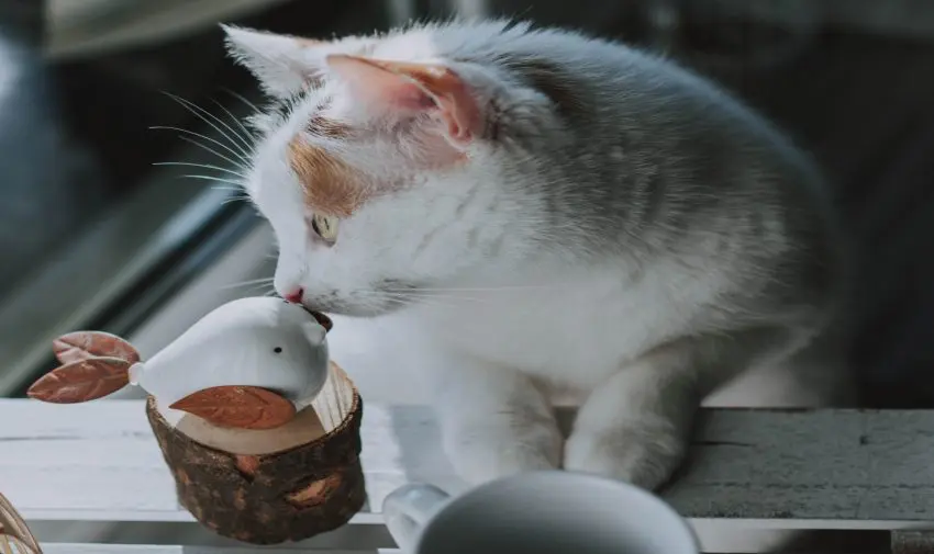 a white cat might be catnipped while smelling a figurine bird