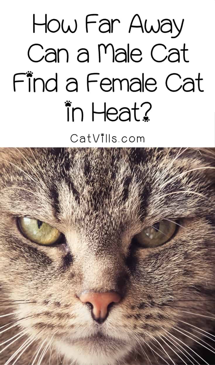 Pheromone Facts How Far Away Can a Male Cat Find a Female Cat in Heat