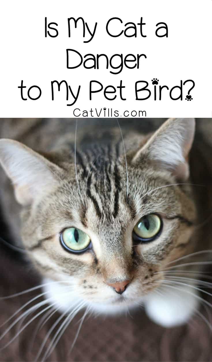 Can cats and birds live together in harmony? Find out just how much a danger your cat is to your pet bird & how to help get along!