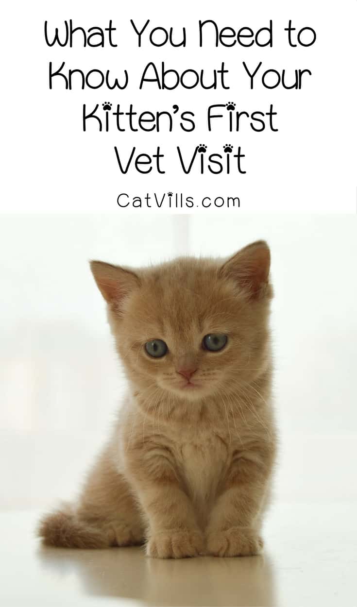 Now that you adopted a new feline friend, it’s time for a checkup! Here’s what you need to know about your kitten’s first vet visit! Check it out! 