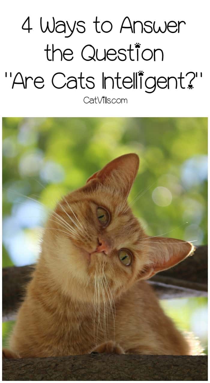Everyone wants to know: are cats intelligent? Check out four different ways we’re answering this burning question!