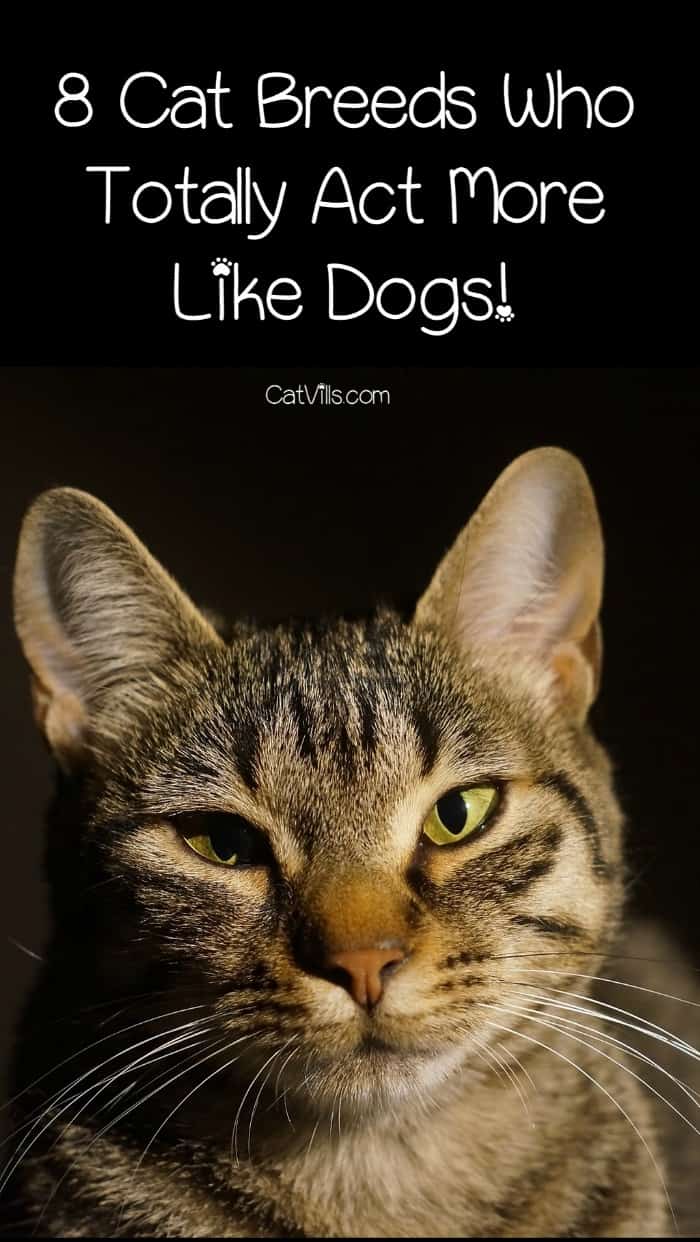 8 Cat Breeds Who Totally Act More Like Dogs! CatVills