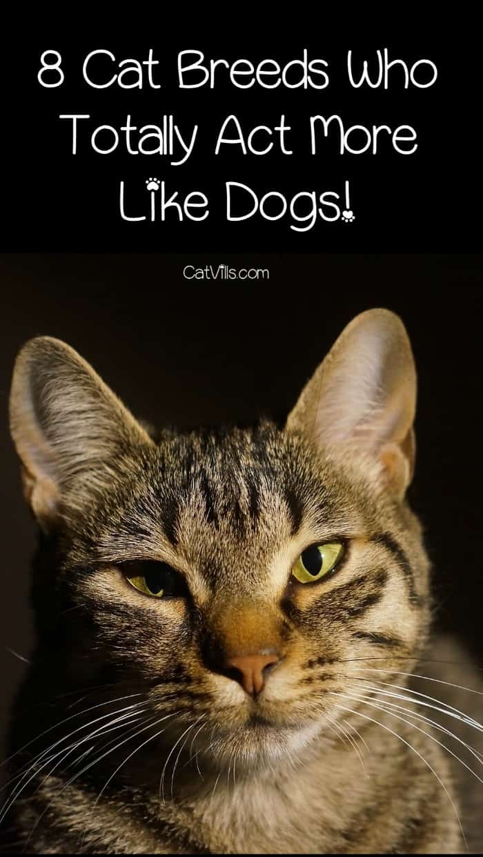 whats the most cat like dog