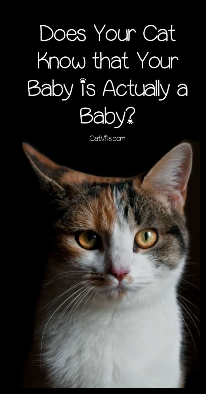 Can cats tell that human babies are, in fact, infants? Or do they think all humans are the same age? Find out the answer! 