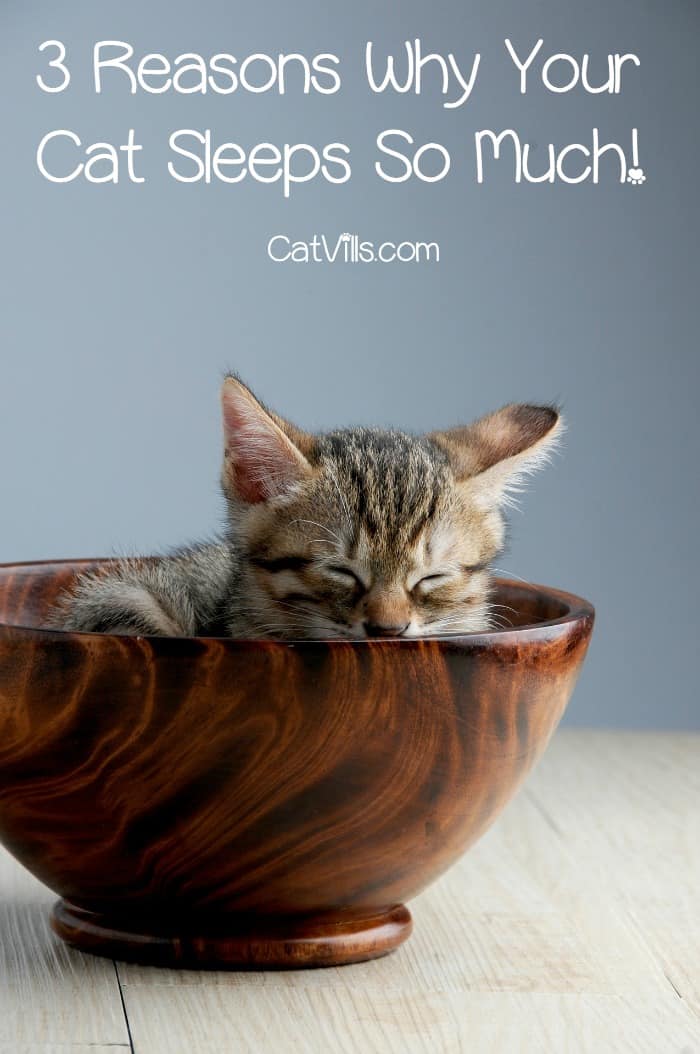 Why do cats sleep so much? Check out 3 reasons why catnapping is your kitty's favorite hobby!