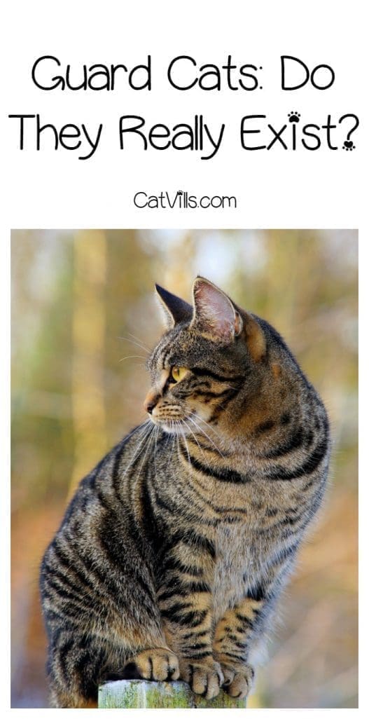 Will Your Kitty Turn Into a Guard Cat When You're In Danger?
