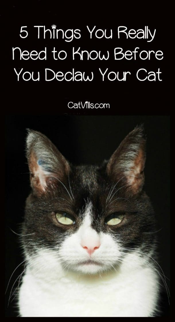 5 Things You Really Need to Know Before You Declaw Your Cat