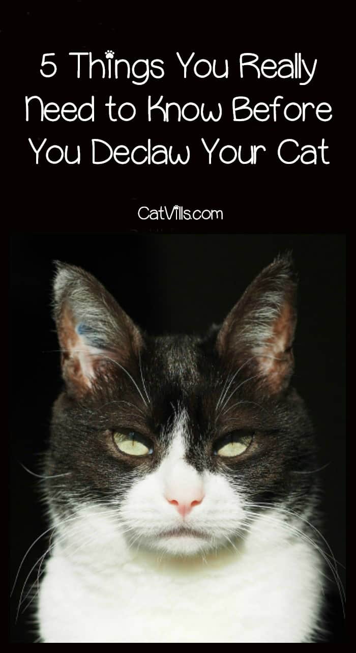 Thinking about whether or not to declaw your cat? Check out five things you really need to know before making the decision! 