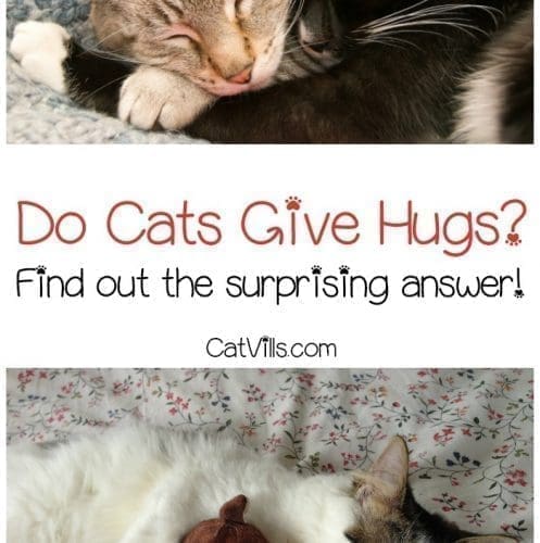 Cats have a number of ways to show affection. They rub against us, meow at us, tell us they love us through nonverbal communication, and follow us around - but do cats give hugs?