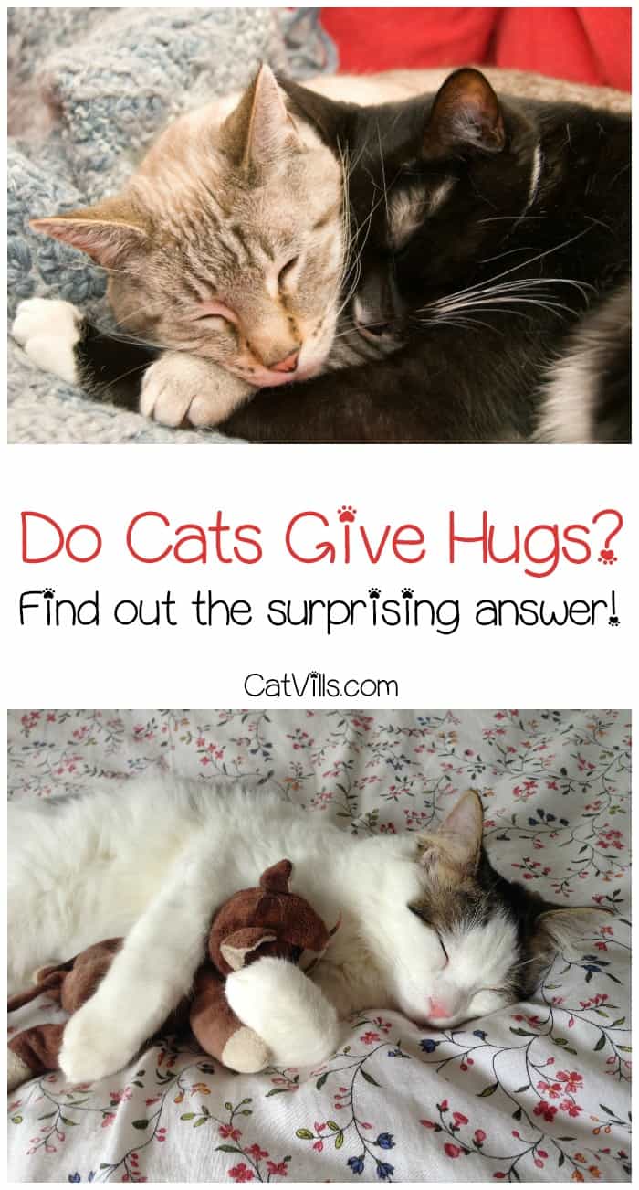 Cats have a number of ways to show affection. They rub against us, meow at us, tell us they love us through nonverbal communication, and follow us around - but do cats give hugs?