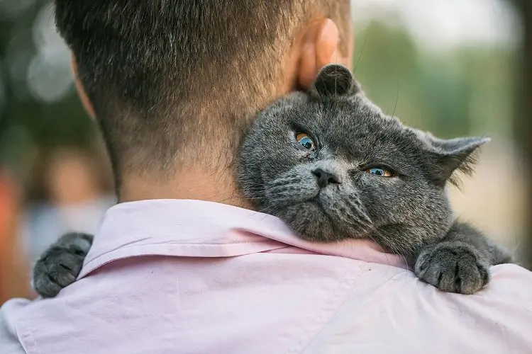 Why do cats hugging?