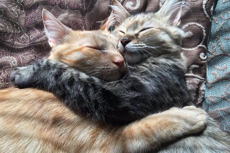 Why do cats hug?