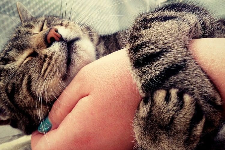 Cats hug to show affection