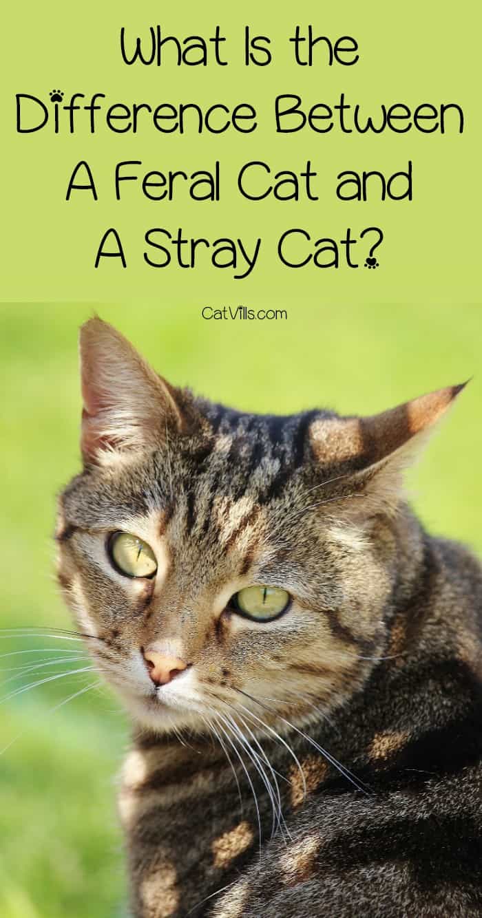 Is there a difference between a feral cat and a stray cat? The answer may surprise you! Find out now! 