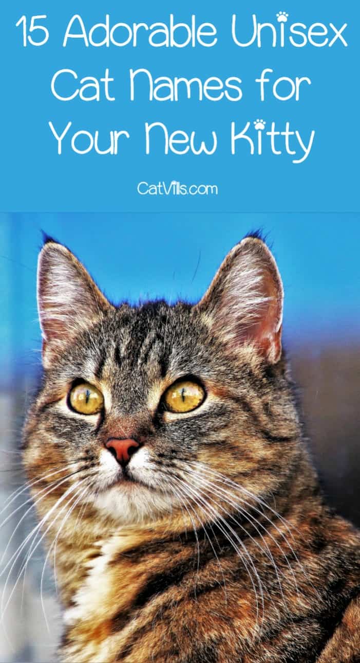 15 Unique & Adorable Unisex Cat Names - CatVills