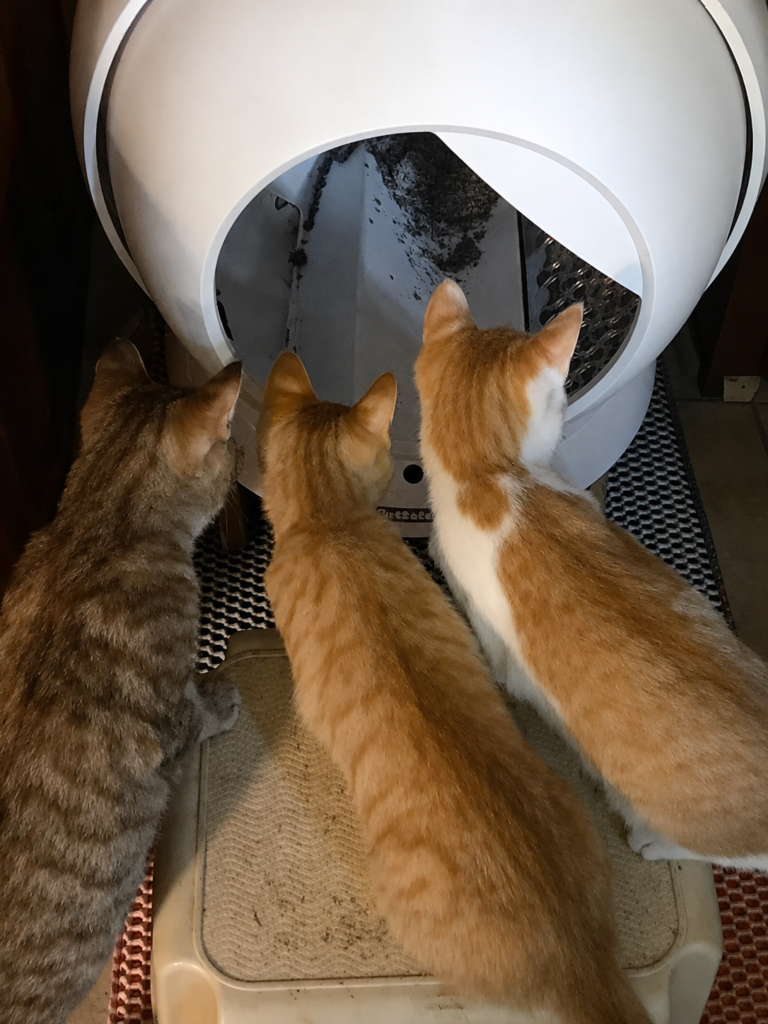 Leia luke lily watching litter box a