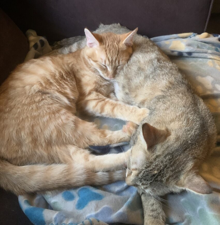 Will Your Cat Raise Kittens That Aren't Her Own?