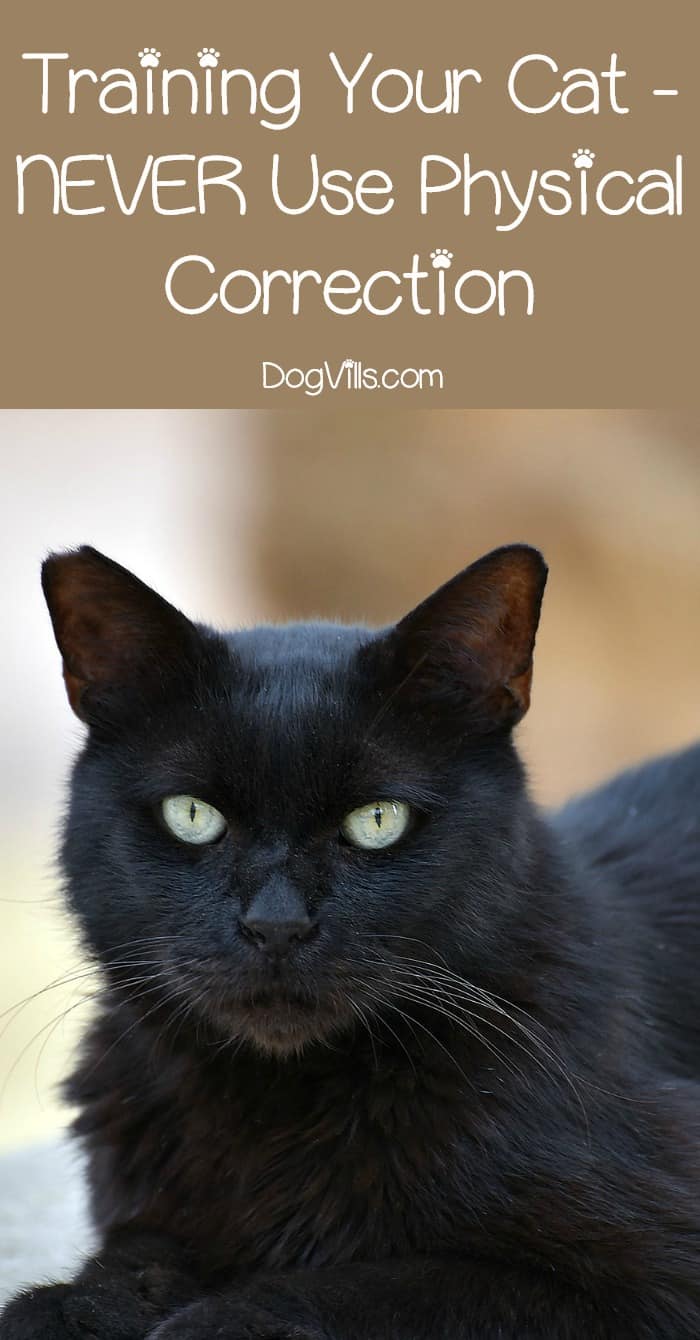 Training your cat can be frustrating. Cats may be intelligent, but they are also stubborn. Whatever you do, when you're training a cat you must not use physical correction. Learn why this is such a bad idea!