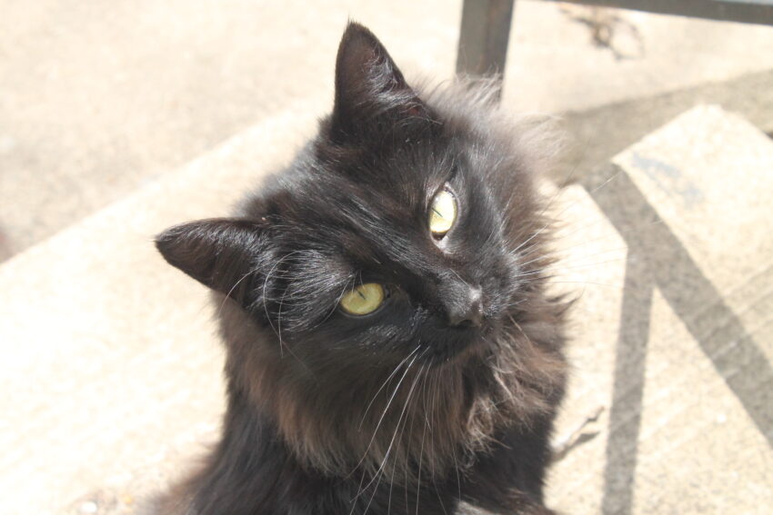 cat superstitions black cat