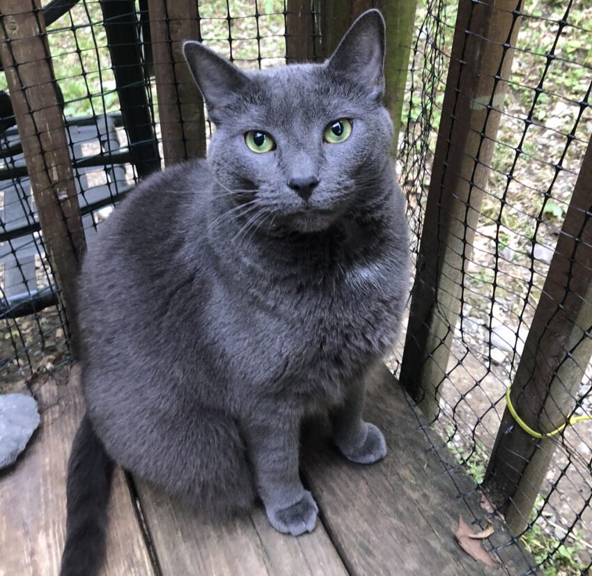 Can Cats Find Their Way Home? Return of the Wanderer 5 how to find a lost cat