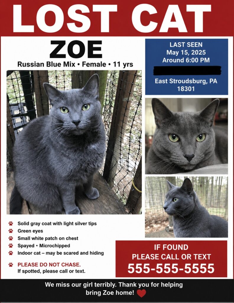 Can Cats Find Their Way Home? Return of the Wanderer 3 lost cat poster example