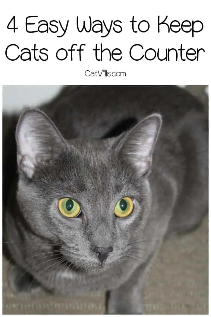 How To Keep Cat Off Counter? 4 Easy Ways