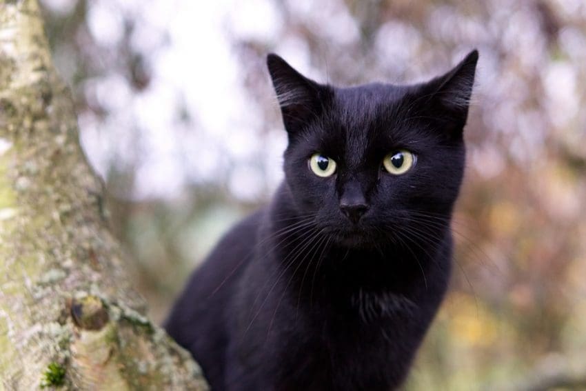 The Bombay is the only true black cat with green eyes. 