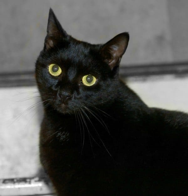 black large cat with yellow neon colored eyes