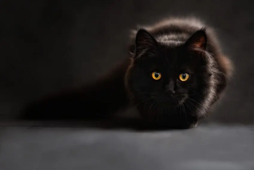 If you're looking for some cute black cat names, you'll love this list! Whether you're the parent of a Bombay or one of the other black-coated kitties, here are 20 cute names you’ll adore!