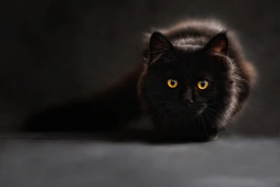 Unique Black Cat Names That Will Suit Your Stealthy Companion